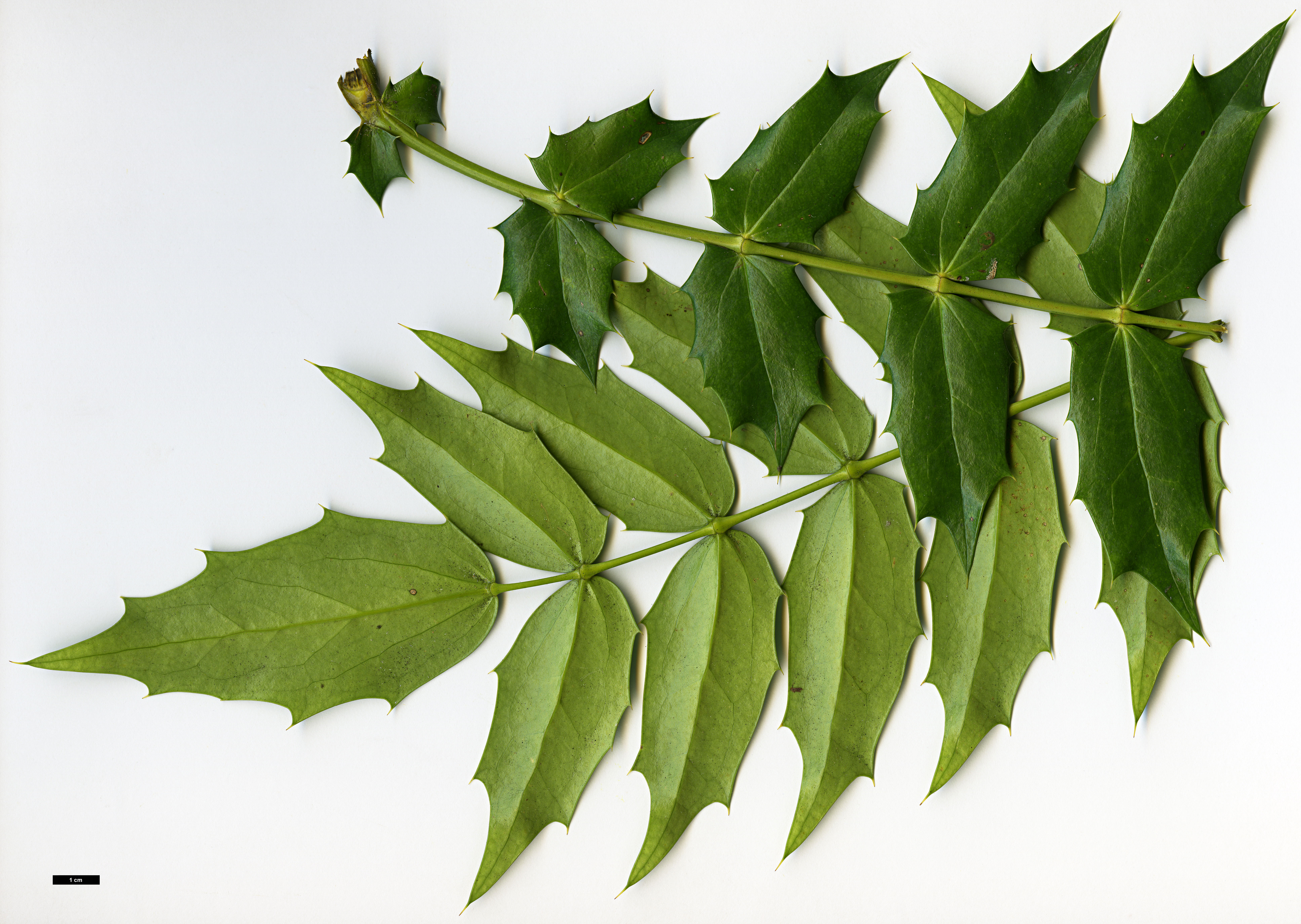 High resolution image: Family: Berberidaceae - Genus: Mahonia - Taxon: ×media (M.japonica × M.oiwakensis subsp. lomariifolia)